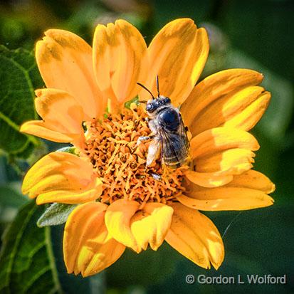 Bee On A Yellow Flower_01404.jpg - Photographed at Smiths Falls, Ontario, Canada.